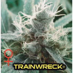 Trainwreck de Humboldt Seed Organization