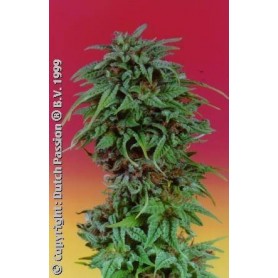 5 Semillas Durban Poison Feminizadas de Dutch Passion