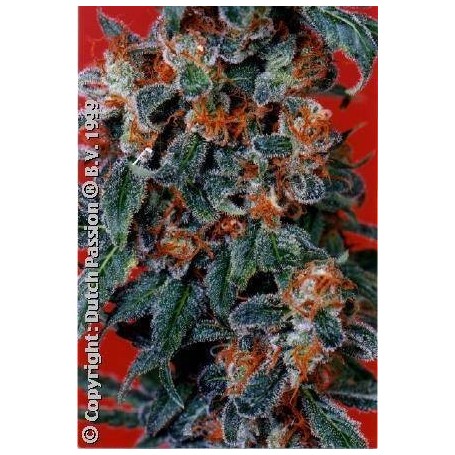5 Semillas Orange Bud Feminizadas de Dutch Passion