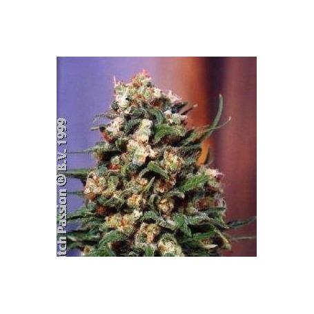 5 Semillas Skunk 11 Feminizadas Dutch Passion
