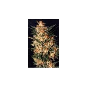 5 Semillas White Widow Feminizadas Dutch Passion