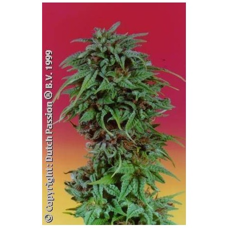 10 Semillas Durban Poison Feminizadas de Dutch Passion