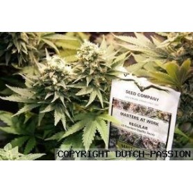 10 Semillas Master Kush Feminizadas Dutch Passion