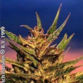 Dutch Passion 10 Fem Sacra Frasca