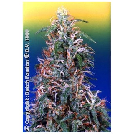 10 Semillas Skunk Pasion Feminizadas Dutch Passion