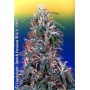 10 Semillas Skunk Pasion Feminizadas Dutch Passion