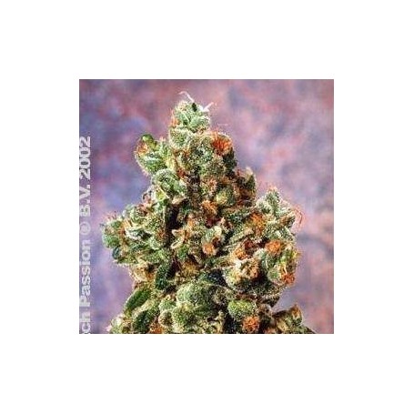 10 Semillas Ultra Skunk Feminizadas Dutch Passion