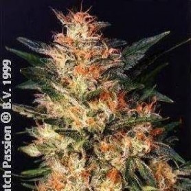 10 Semillas White Widow Feminizadas Dutch Passion