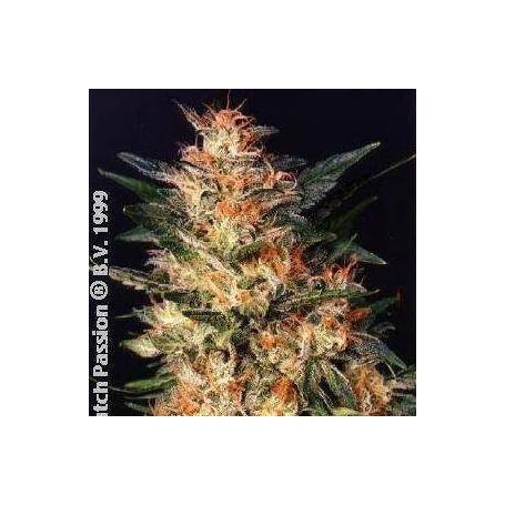 10 Semillas White Widow Feminizadas Dutch Passion