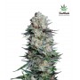 Mexican Airlines de Fast Buds