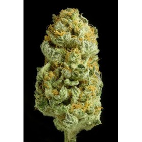 Critical Cheese de Dinafem  5u