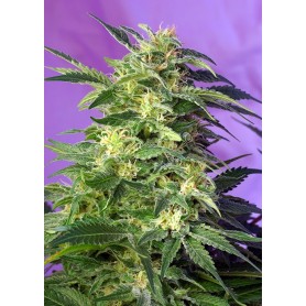 Sweet Seeds 3u Killer Kush Auto