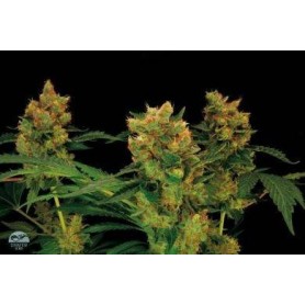 10 Semillas Blue Kush Feminizada Dinafem