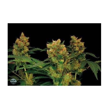 10 Semillas Blue Kush Feminizada Dinafem