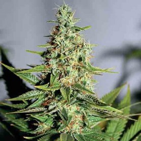 Acapulco Gold de Barney's Farm 10u