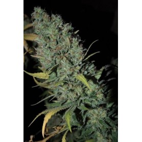 Strawberry Amnesia de  Dinafem 1u