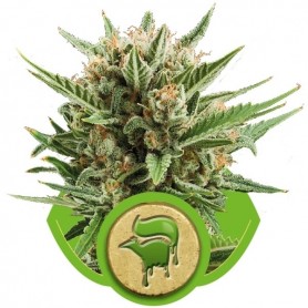 Sweet Skunk Automatic de Royal Queen 3u