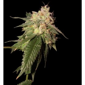 OG Kush Feminizada (Reserva Privada) de  DNA Genetics 6u