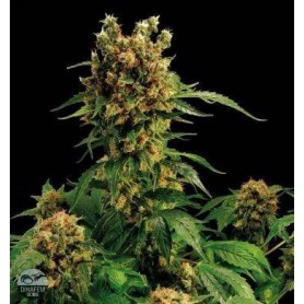 10 Semillas California HashPlant Feminizada Dinafem