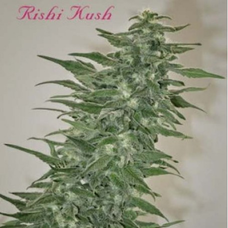 Rishi Kush Regulares de Mandala Seeds 10u