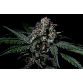 Negra 44 3u - R-Kiem Seeds