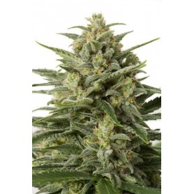 White Widow XXL Autofloración de Dinafem 10u