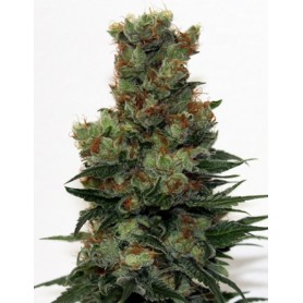 Ripper Badazz de Ripper Seeds 3u