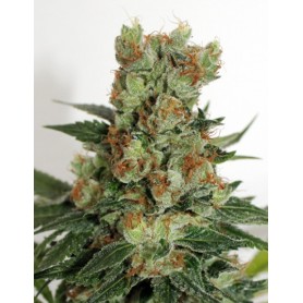 Fuel OG de Ripper Seeds 3u