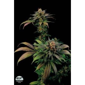 10 Semillas Blue Widow Feminizada Dinafem