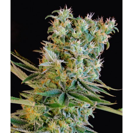 Amnesia Bilbo de Genehtik