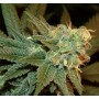 Ese T. Bilbo Autofloración de Genehtik