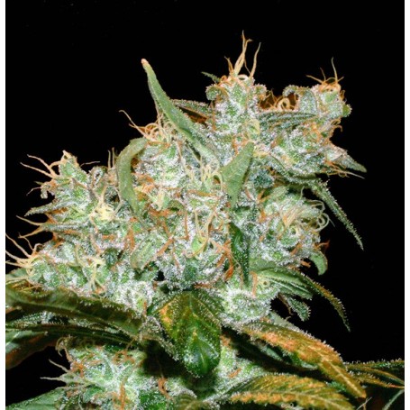 Goxuak Autofloración de Genehtik