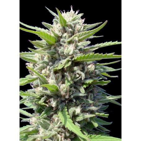Northern Lights X Autofloración de Genehtik