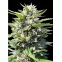 Northern Lights X Autofloración de Genehtik