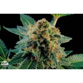 5 Semillas White Widow Dinafem