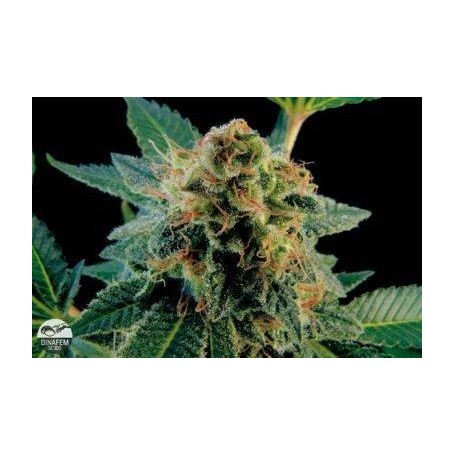 5 Semillas White Widow Dinafem