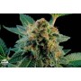 5 Semillas White Widow Dinafem