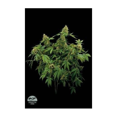 5 Semillas Santa Sativa Feminizada Dinafem