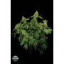 5 Semillas Santa Sativa Feminizada Dinafem