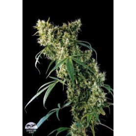 5 Semillas Super Silver Haze Feminizada Dinafem