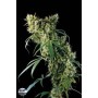 5 Semillas Super Silver Haze Feminizada Dinafem