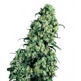 Early Skunk Feminizada de Sensi Seeds 3u