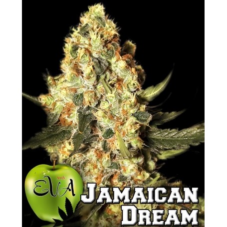 Jamaican Dream Feminizadas de Eva Seeds