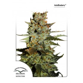 Dutch Passion 7 Fem AutoBlueberry