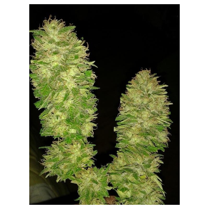 Cotton Candy Feminizadas (Sativa Line) de Delicious Seeds