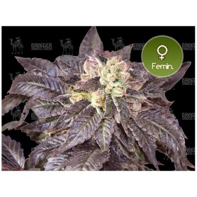 Kush R300 3 Feminizadas de Breeder Seeds Crew
