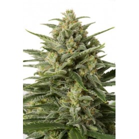 White Widow XXL Autofloración de Dinafem 25u 