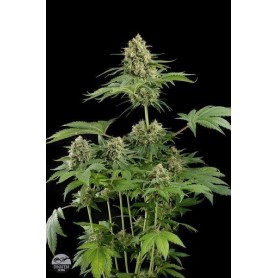 Dinafem - 25u Moby Dick