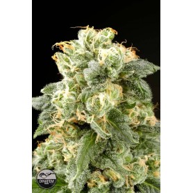 Dinafem - 5 Diesel