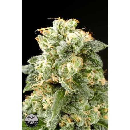 Dinafem - 5 Diesel